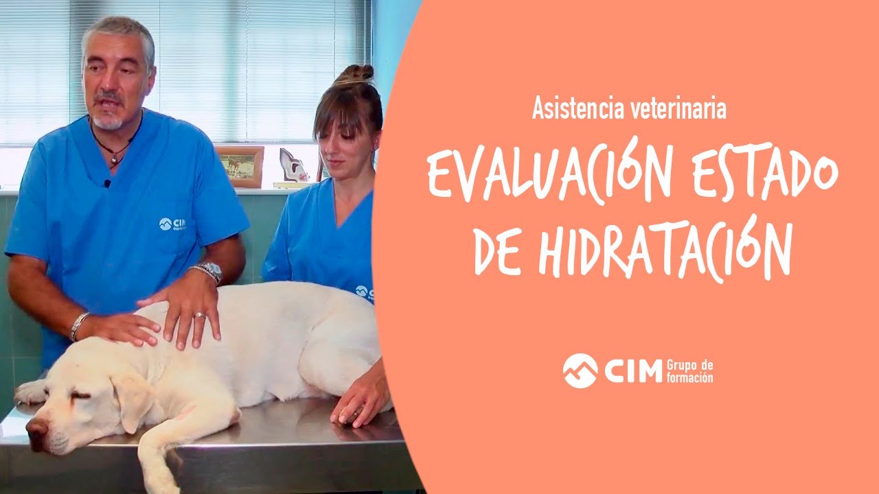 Evaluaci&oacute;n del estado de hidrataci&oacute;n en veterinaria | CIM Formaci&oacute;n