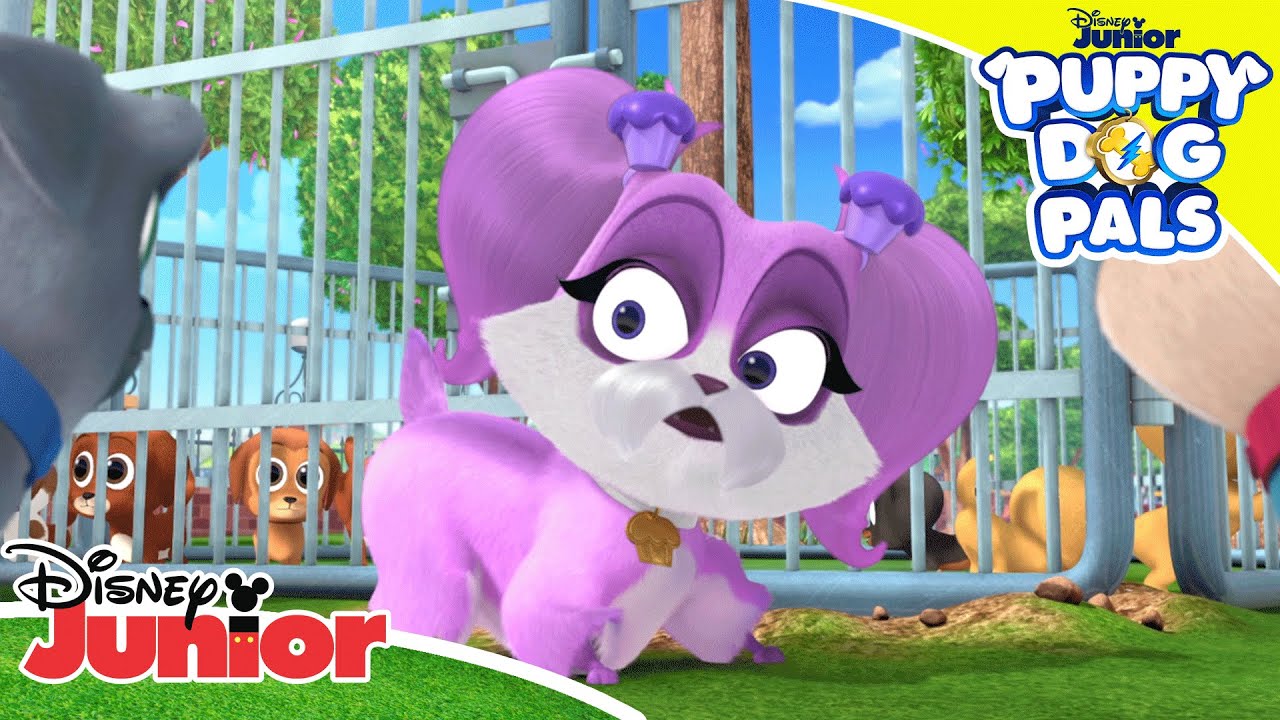 🐾 Puppy Problems | Puppy Dog Pals | Disney Kids