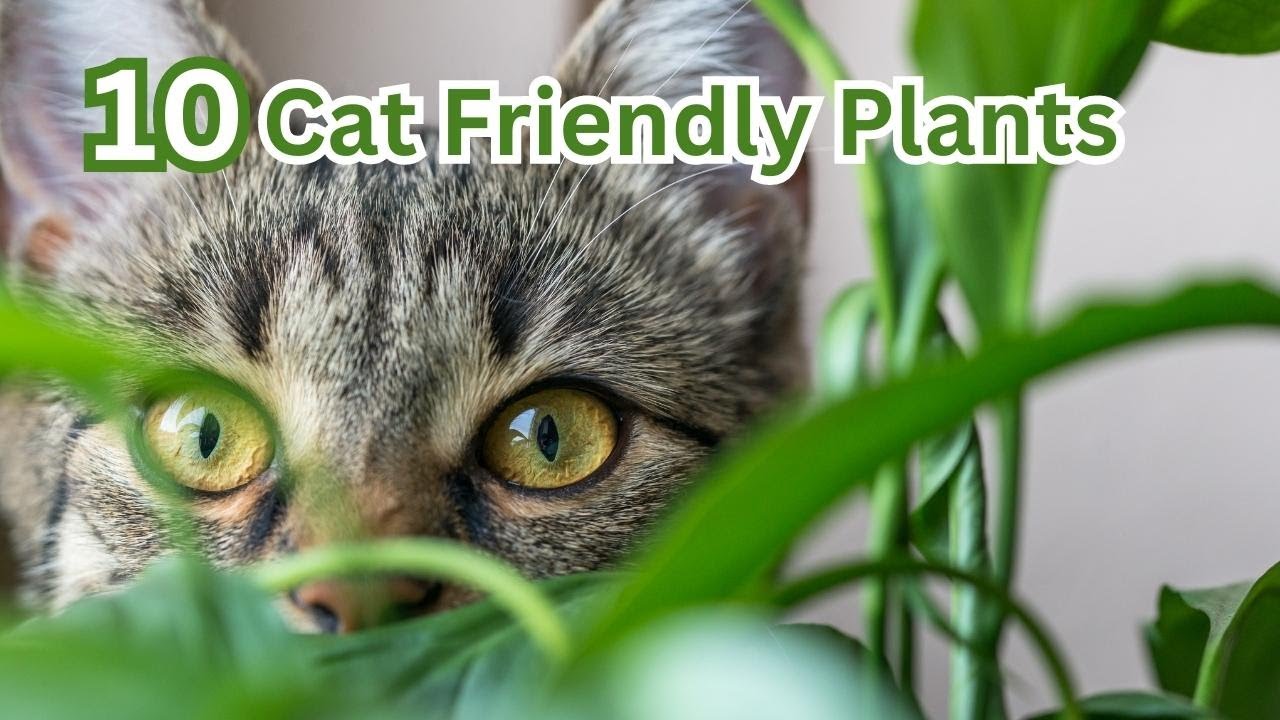 The Best Cat Friendly Plants for Your Home