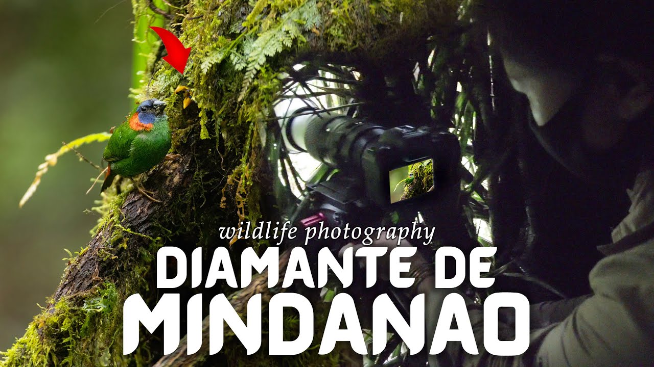 Red-eared Parrotfinch in Robert S. Kennedy Bird Conservancy (RSKBC) | #WildlifeWednesday EP. 10