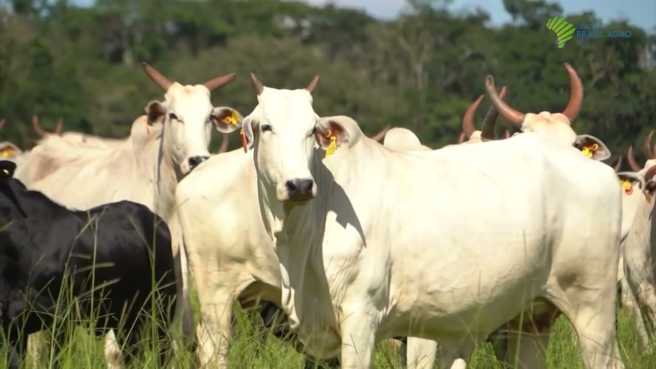 Conheça o melhoramento genético bovino