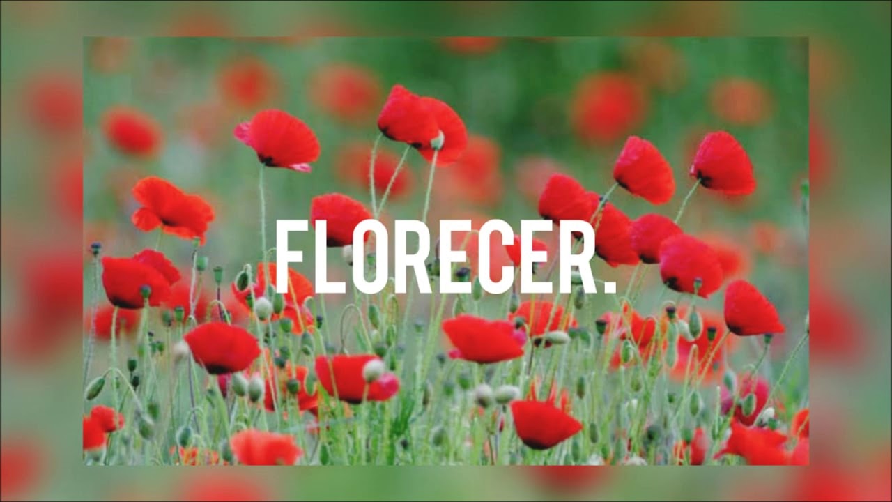 Mel&oacute;manos  - Florecer .