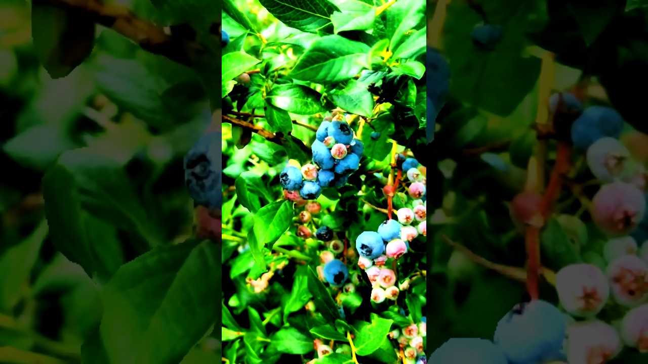 Easy Blueberry Sauce and Blueberry picking  