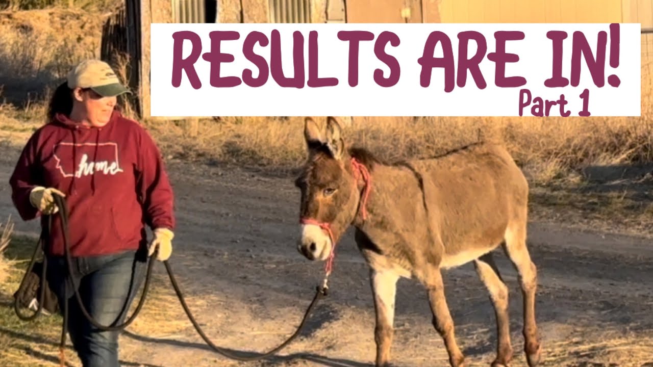 I Did An Experiment With Training My Wild Donkey To Lead!
