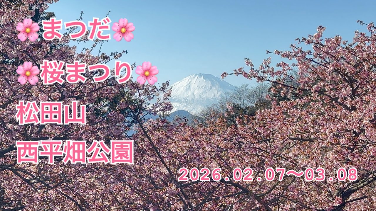桜まつり前の河津桜を見てきました🎵☆松田山☆西平畑公園☆2026.02.03