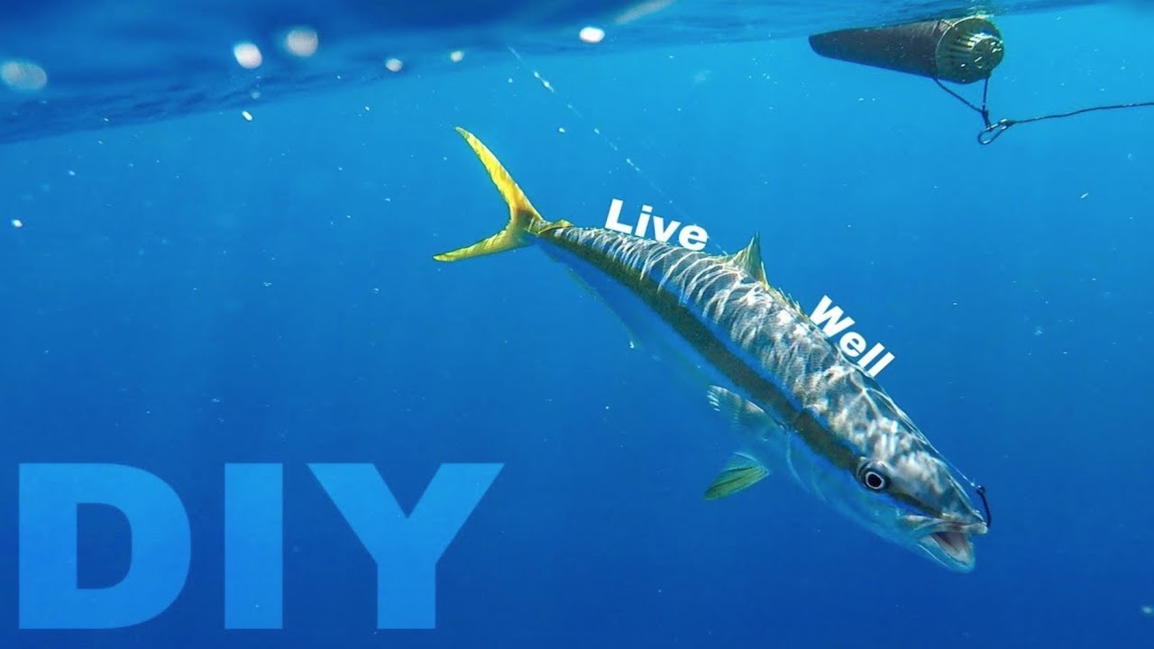 How to make a DIY live well, baitube, bait tank | Mackerel scad, Goggle eyes, and Ballyhoo