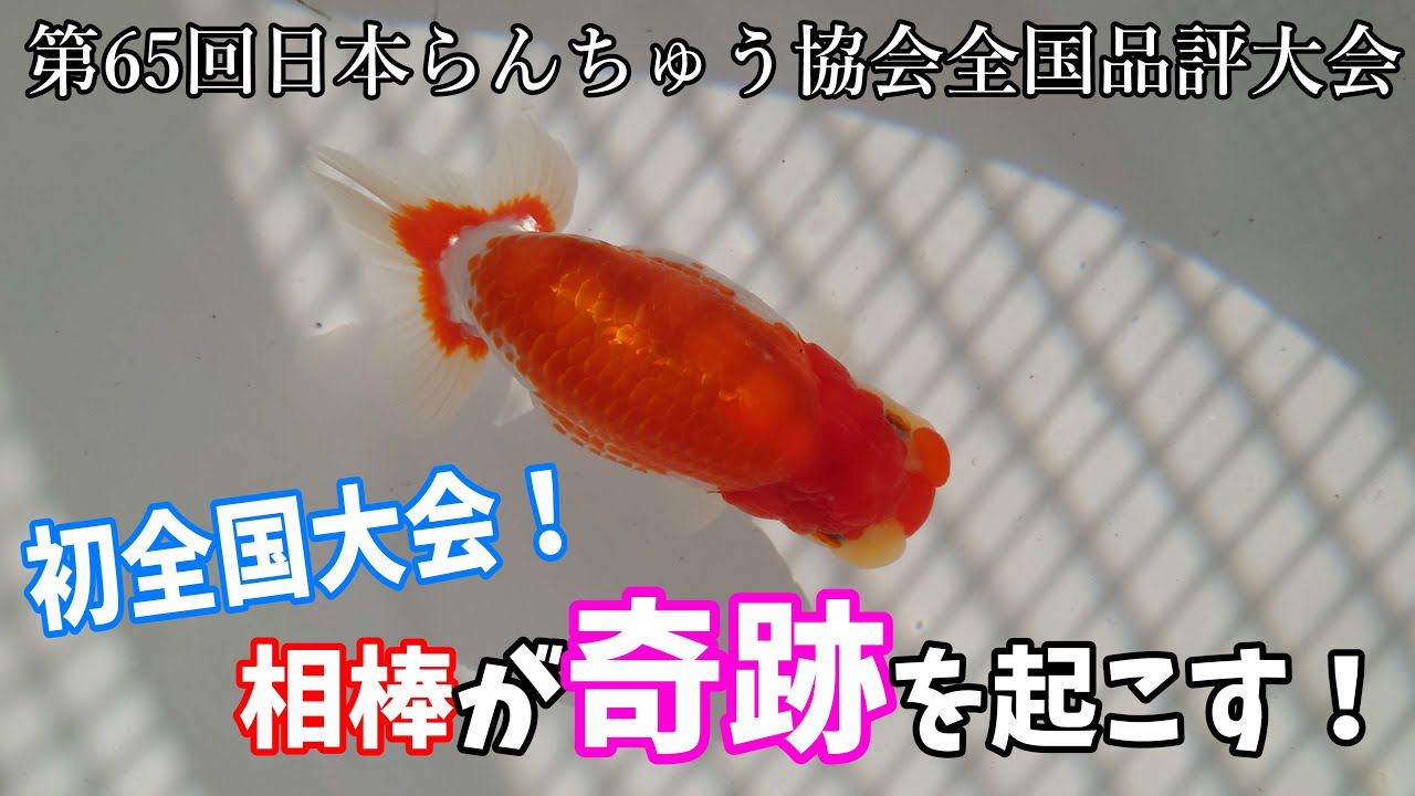 【神回】2022年集大成！初全国品評大会の成績がやばかったんじゃけど...