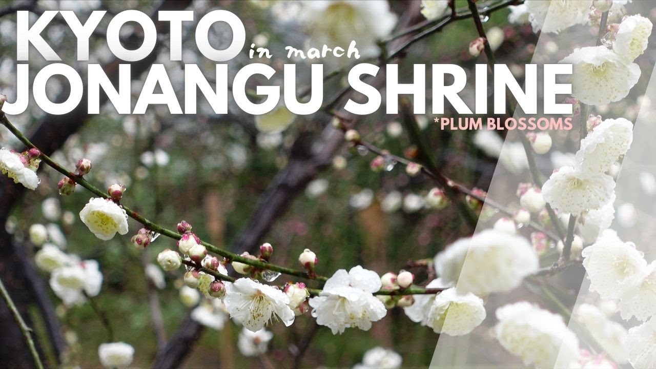 [2025] Visiting Jonangu Shrine BEFORE Peak Plum Season