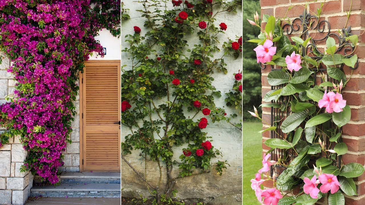 Plantas trepadoras con flor - Decogarden - @Jardinatis