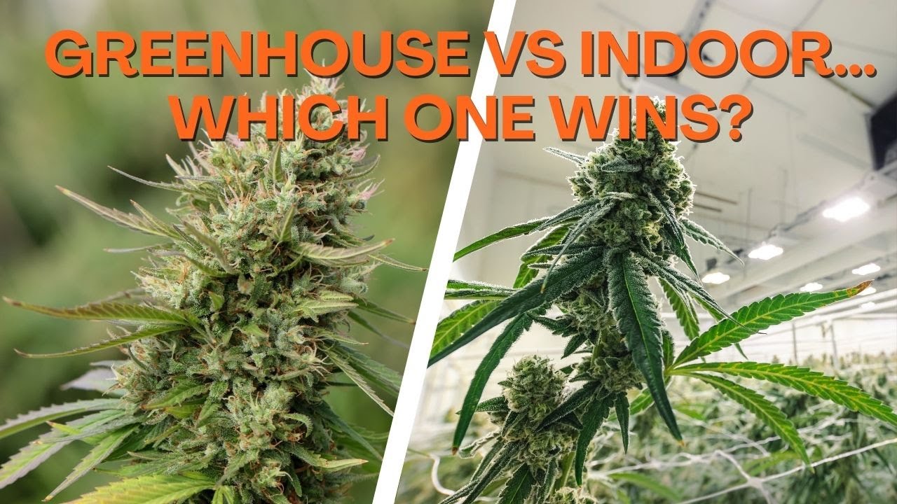 Greenhouse vs Indoor Growing | What REALLY Affects Potency & Flavor?