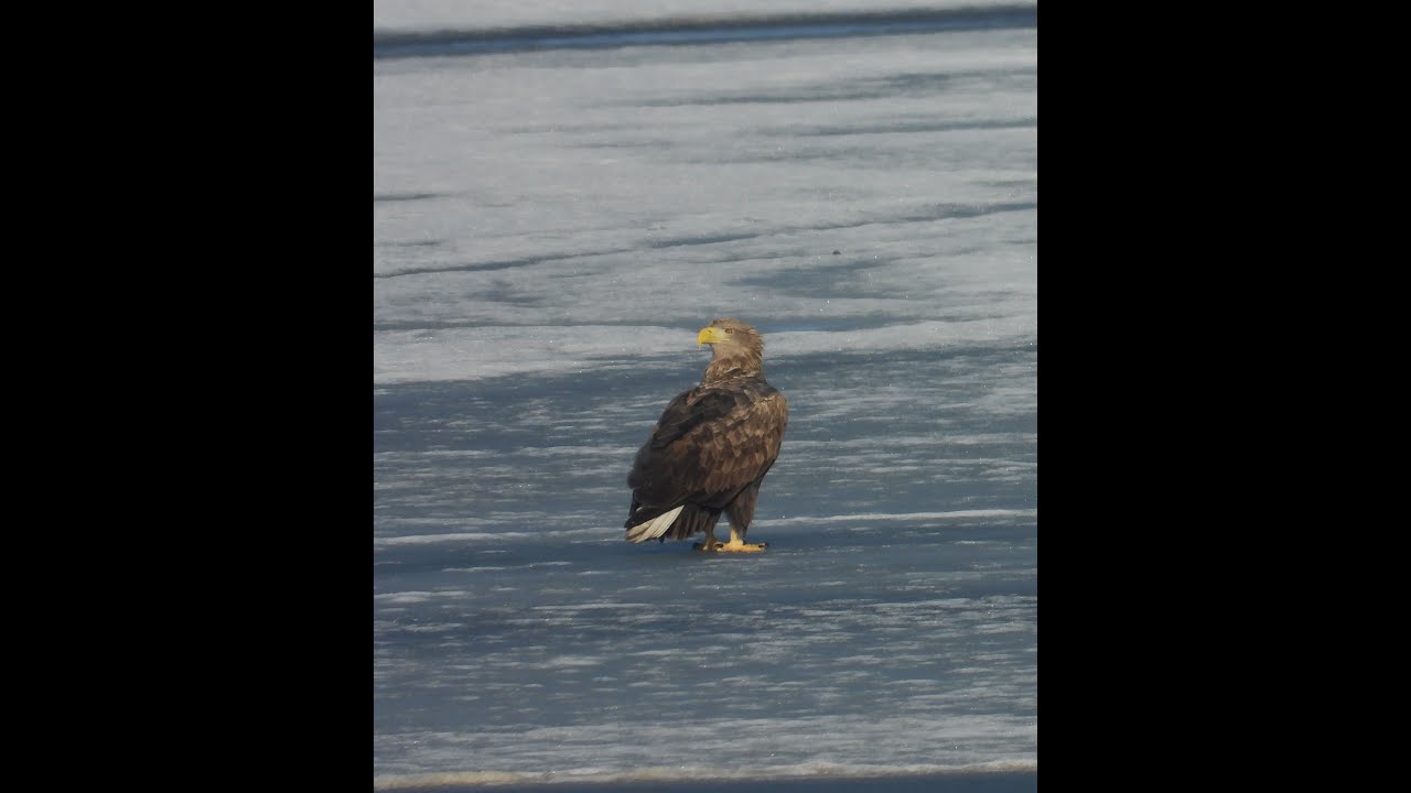 bielik / white tailed eagle