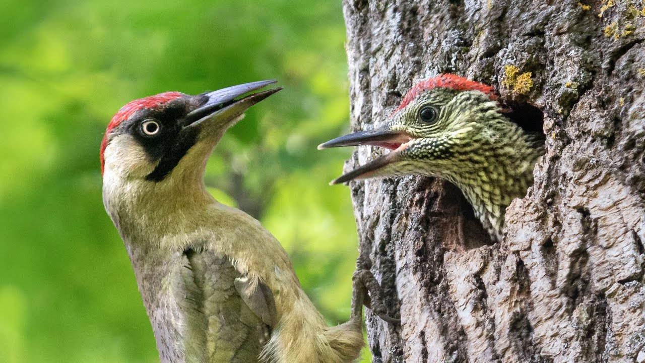 Pic vert à la loge