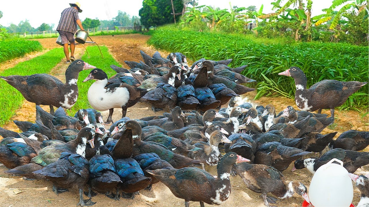 Grow Your Crop To Save Your Duck Feed | Spend 5$ To Save 100kg My Duck Feed