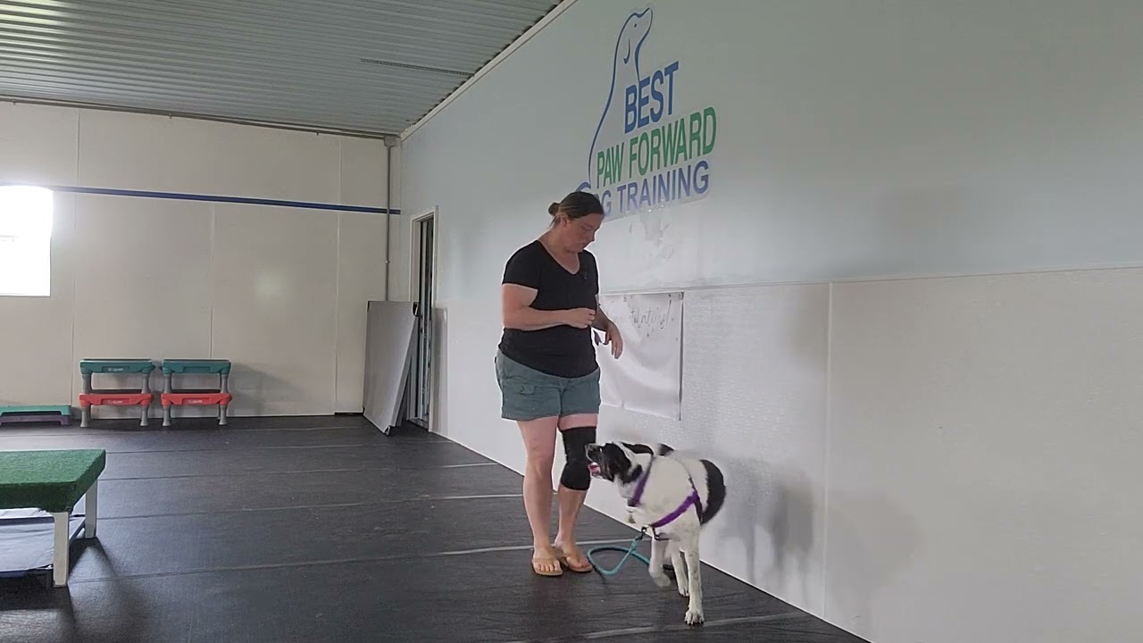 Pickles the Cattle Dog Mix | Week 1 Loose Leash Walking Foundations at Best Paw Forward |Perkasie PA