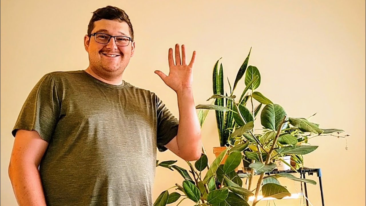 🌳How to Revive an Audrey Ficus🌳