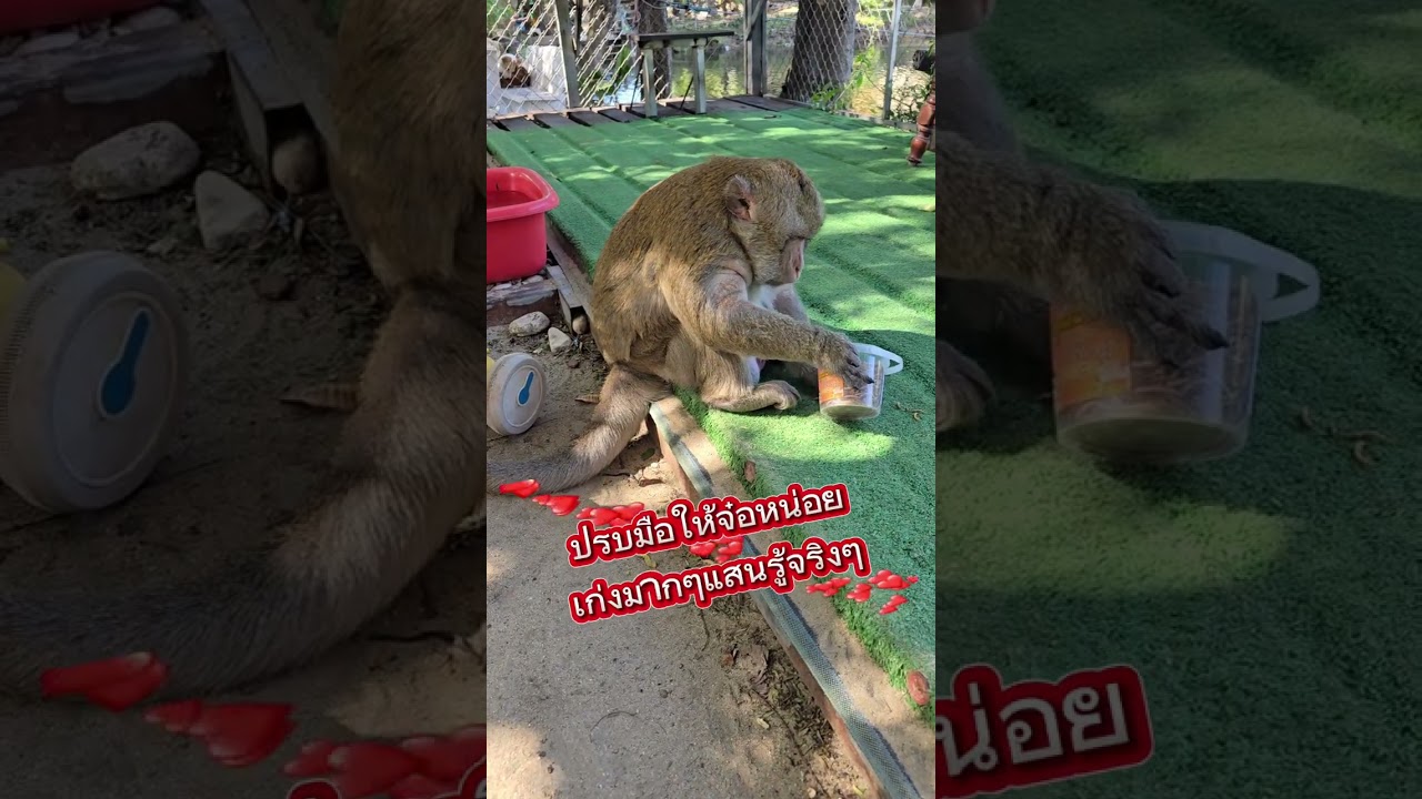 พ่อเสียรู้ลูก จ๋อแสนรู้จริงๆเลย❤️