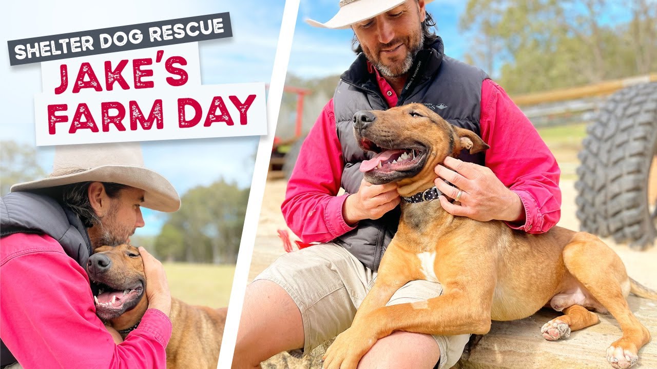A Day out of the Shelter for Jake the Bull Terrier