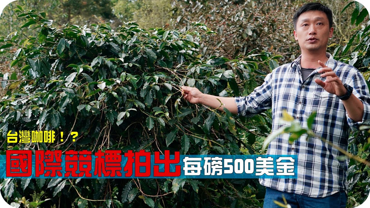 國際競標拍出每磅500美金的台灣咖啡！