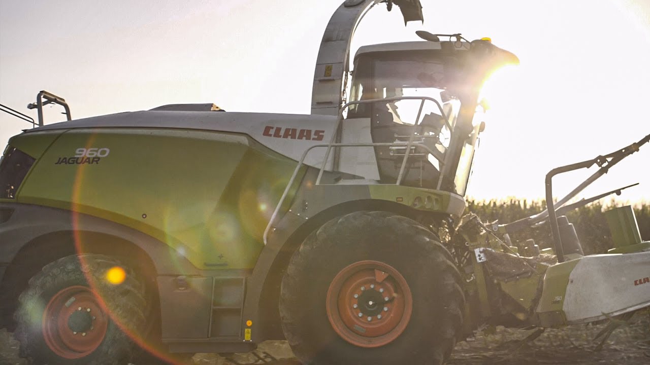Zbi&oacute;r Kukurydzy na biogazownie, 8 zestaw&oacute;w w akcji! Claas Jaguar 960
