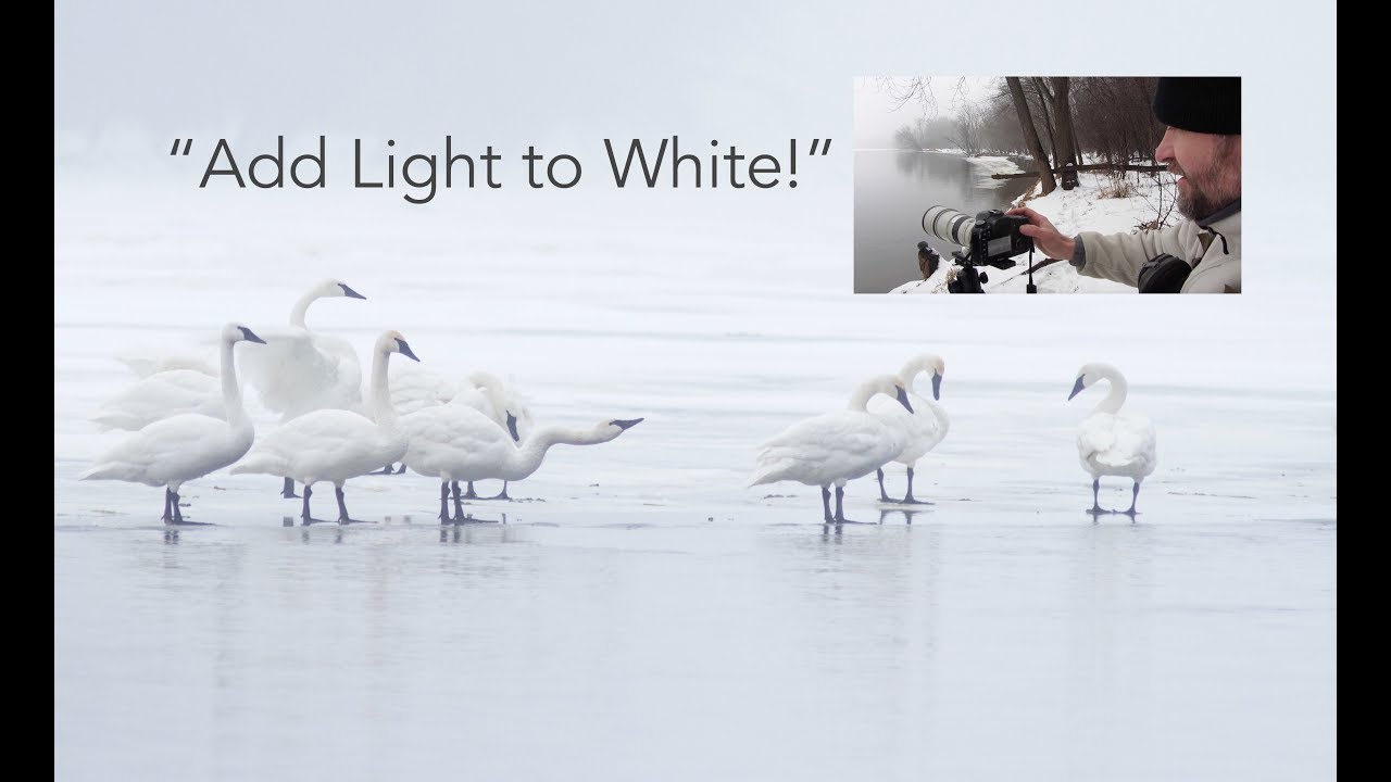 Winter Wildlife Photography Pro Tips #2:  Exposure in the Winter Fog