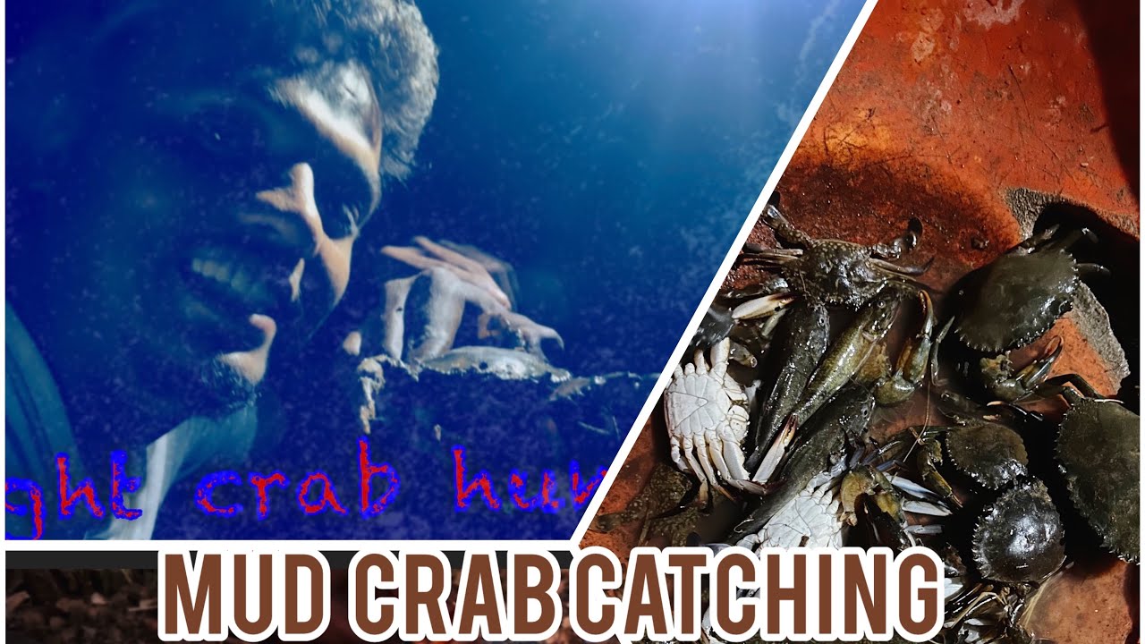 Mud crab catching