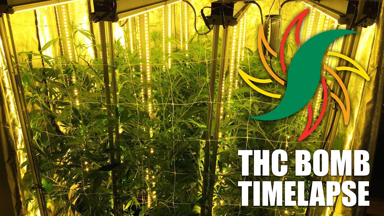 THC Bomb Time Lapse