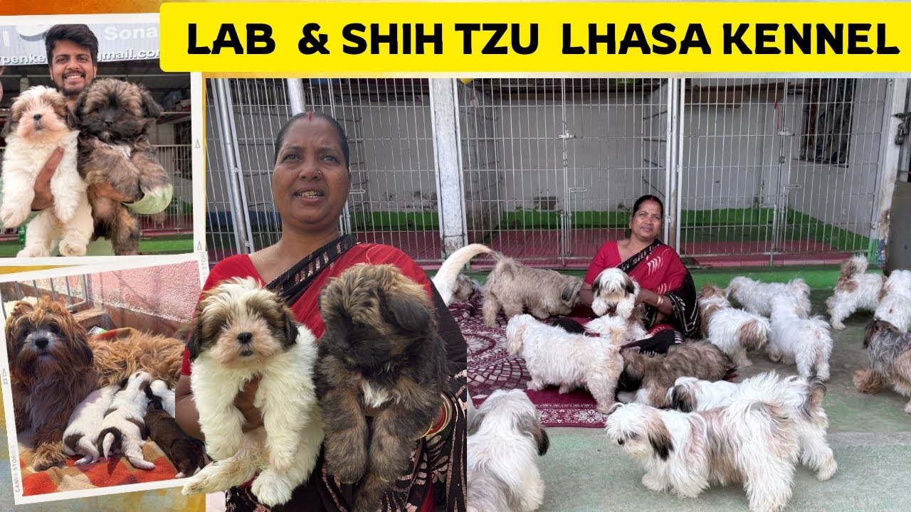 ALL BREED IN ONE KENNEL | CHEAPEST DOG KENNEL KOLKATA | SWEETY PET KENNEL 