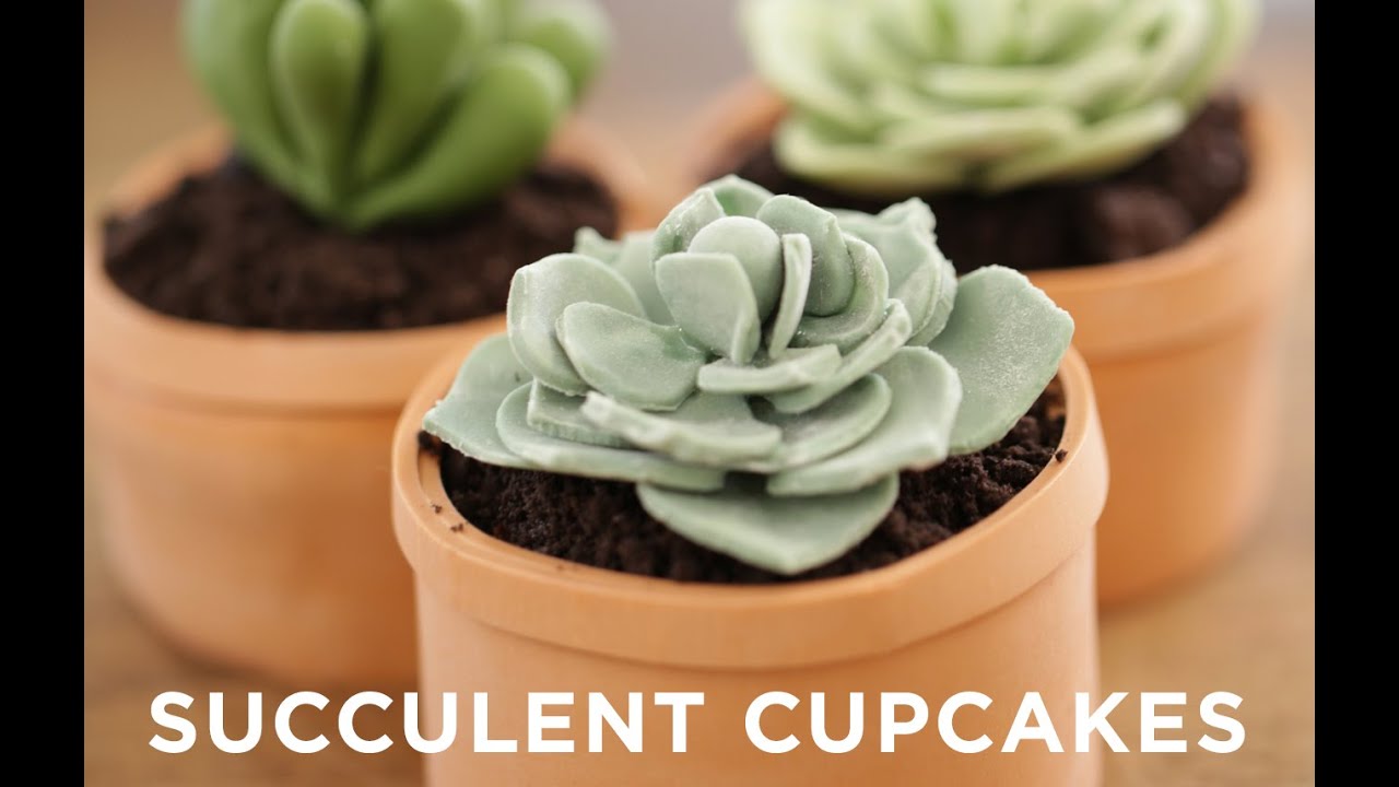 Cake Decorating with Succulent Design | Kin Community
