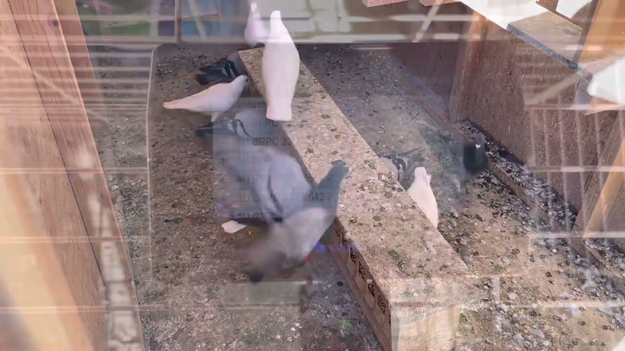Preparation Before the First Race - Last Toss Before a Race - Pigeon Racing