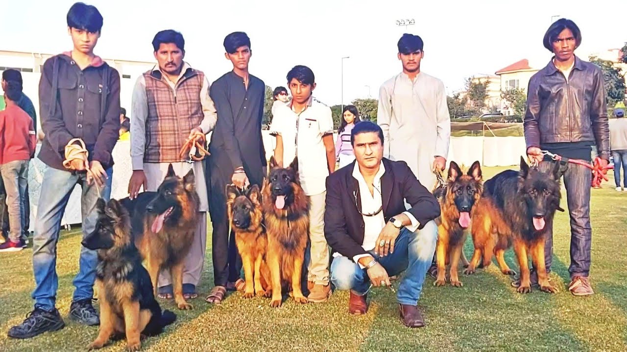 Quality German  shepherd dogs with Atif Rizvi 
Hsn Entertainment