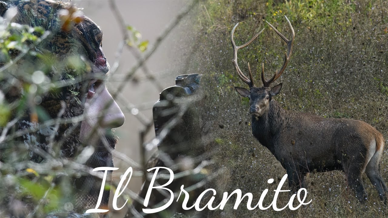 Fotografia Naturalistica - Il Bramito - La stagione dei Cervi