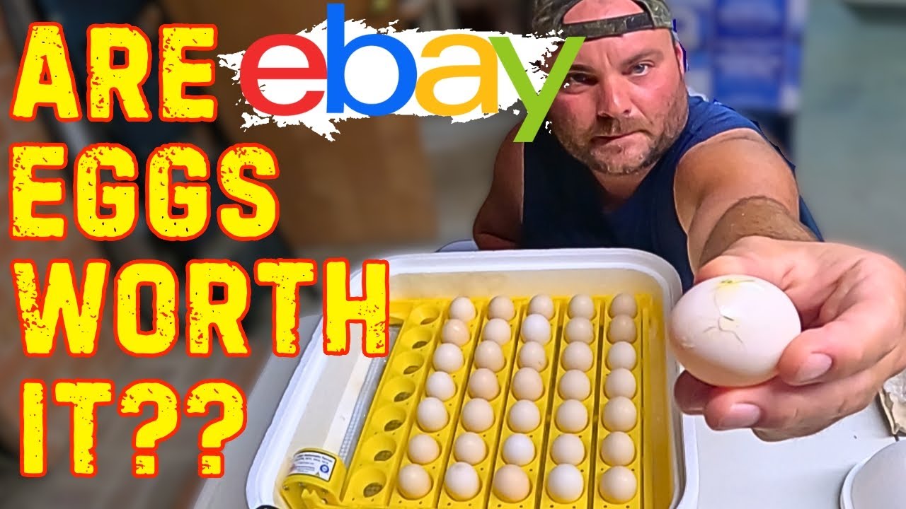 Сравнение яиц шелковичных кур, отправленных с eBay, и яиц, выращенных на нашей ферме