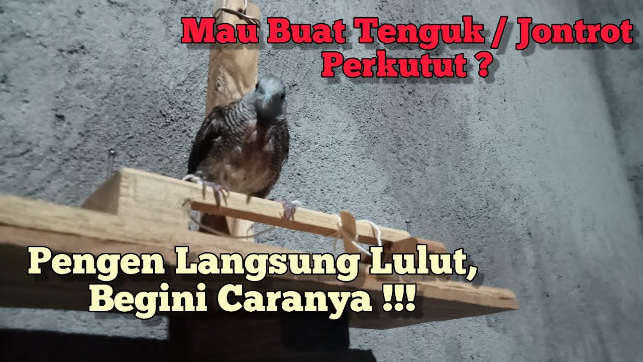 Cara Membuat Tenguk/Jontrot Burung Perkutut