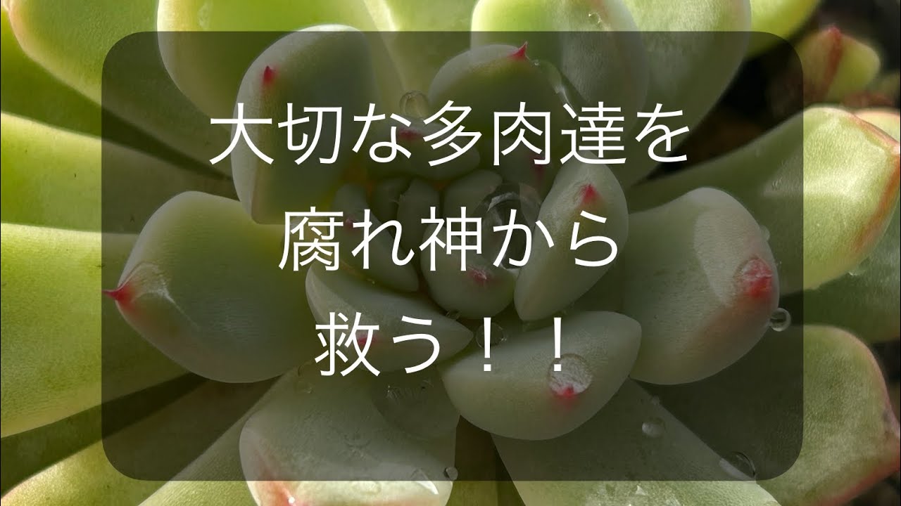 【多肉植物】 腐ってやがる！カットして救う！