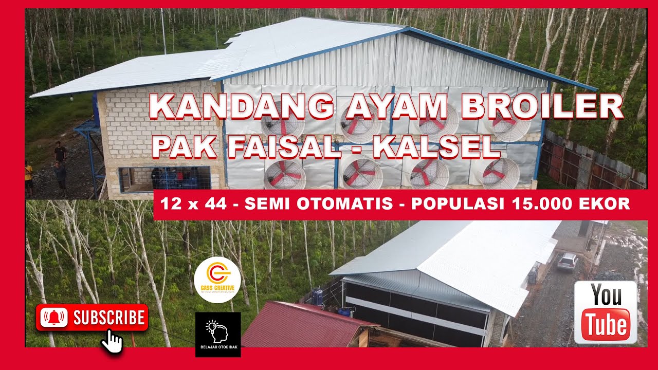 REVIEW KANDANG AYAM BROILER CLOSE HOUSE 12X44 PAK FAISAL PELAIHARI KALIMANTAN SELATAN