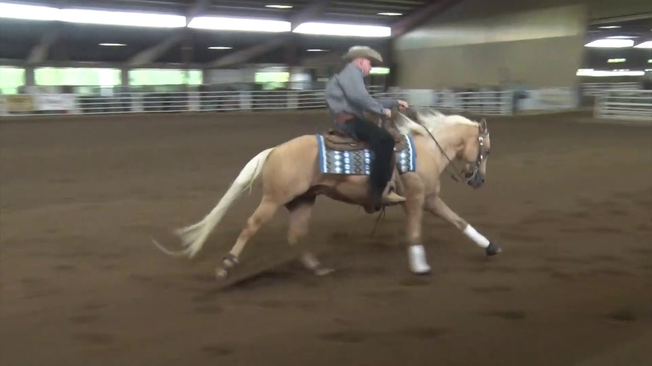 190726 Novice Horse Chris Hull on Magnum Gunneranic