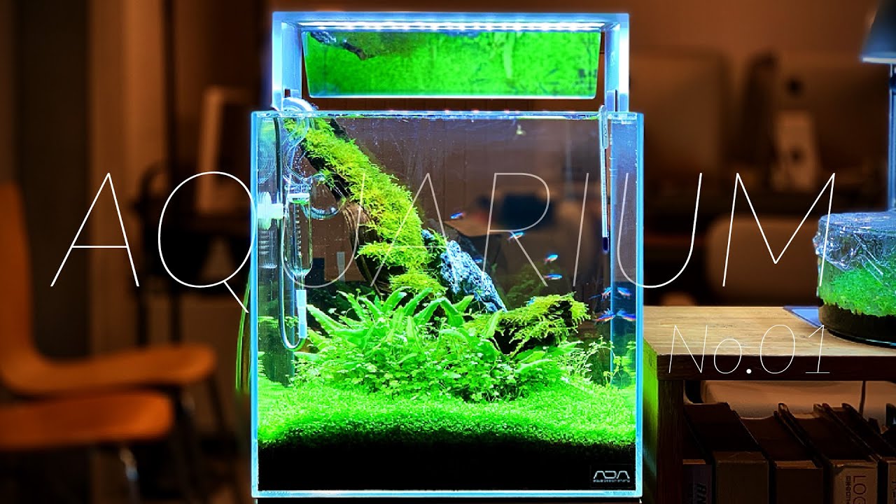 Making a 30cm Cube Aquarium Aquascaping