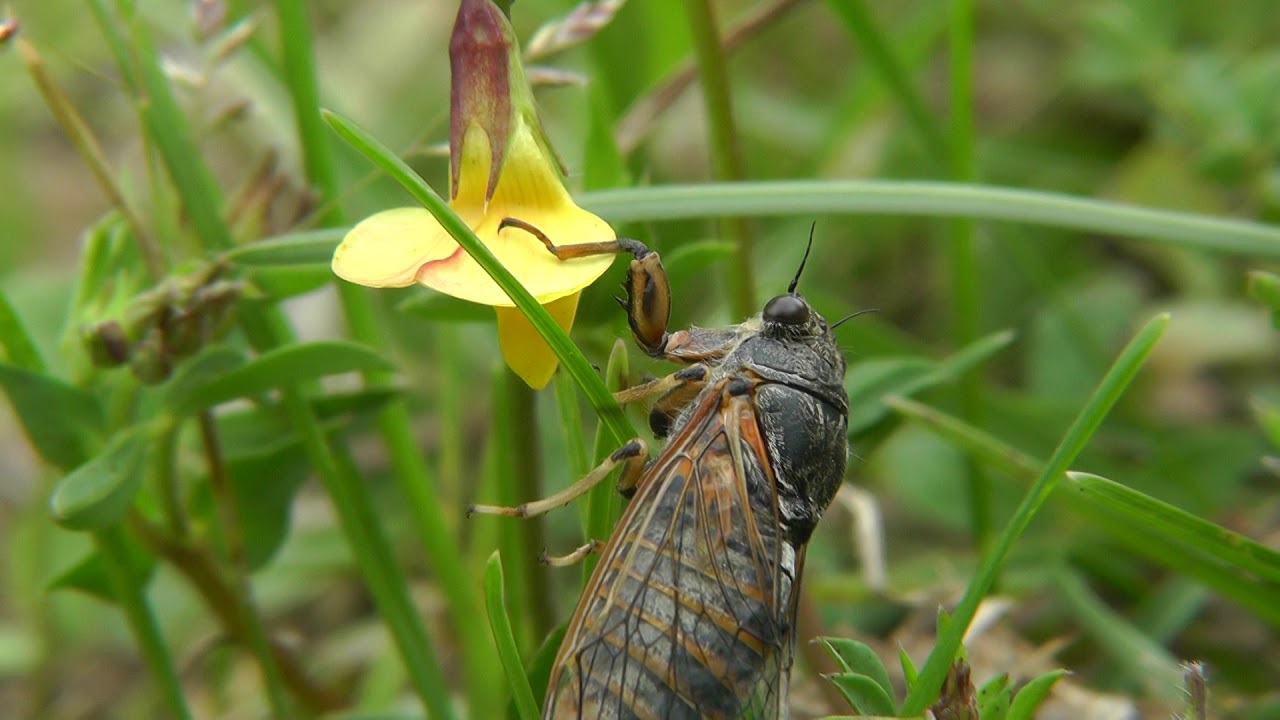 DID 2018 Stejnokřídlí - Didaktika A - Centrum biologie, geověd a envigogiky