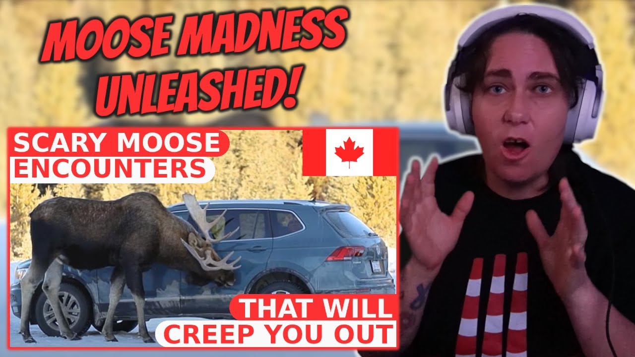 Scary Moose Encounters That Will Creep You Out | Australian Reacts | AussieTash
