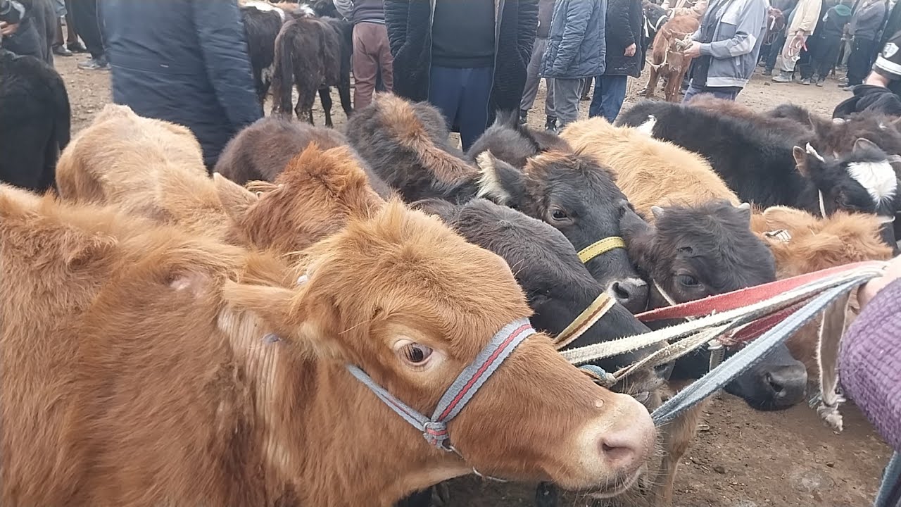 15.02.2026 TONACHALARNI ZURLARI CHIQDI QARSHI MOL BOZORIDA
