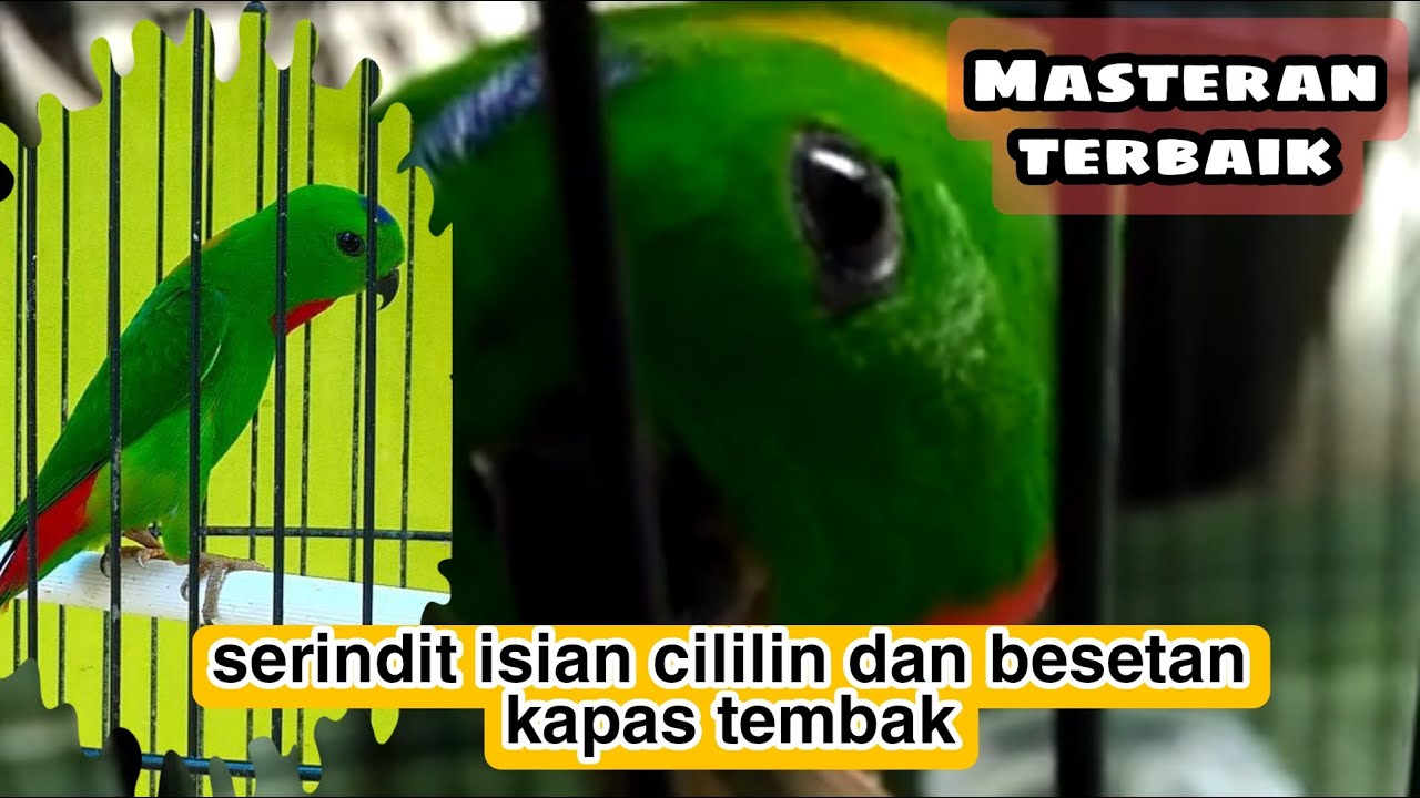 Masteran serindit gacor isian cililin dan besetan