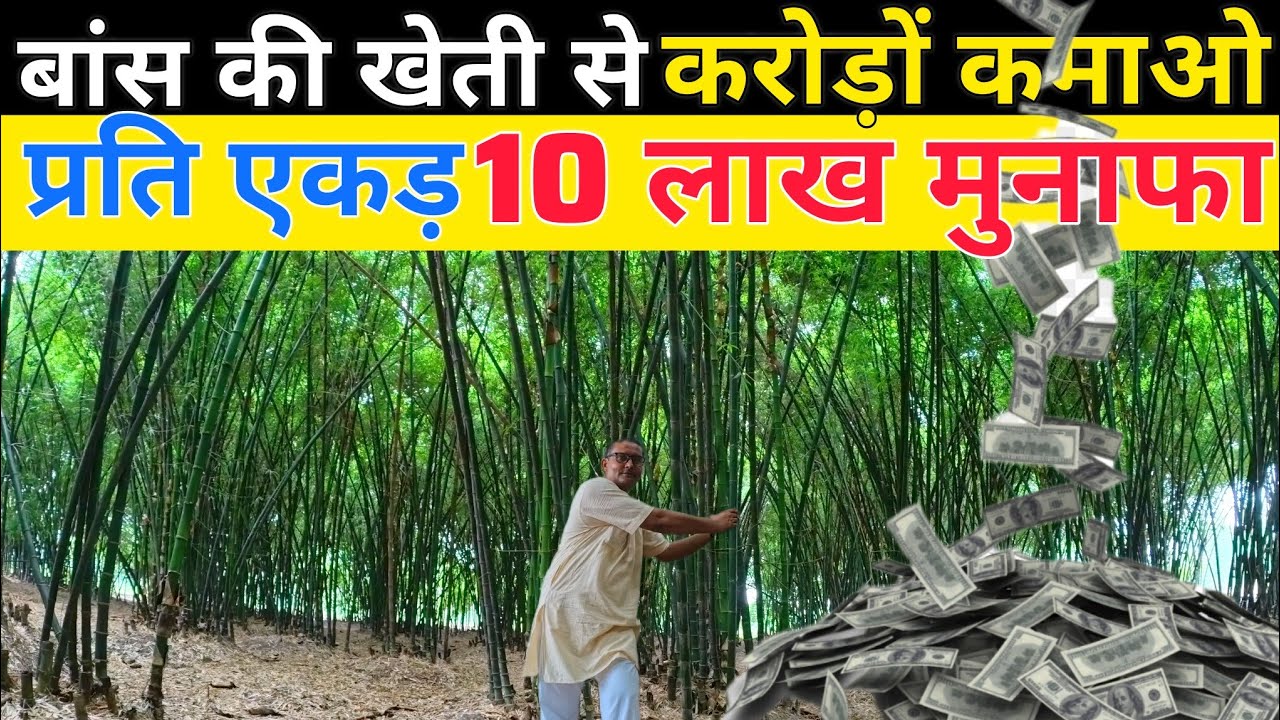 बांस की खेती से करोड़ों कमाओ | bamboo farming | new farming | करोड़पति बनाने वाली खेती