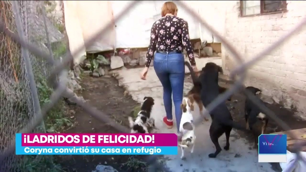 Mujer convierte su casa en un refugio para perros | Noticias con Yuriria Sierra