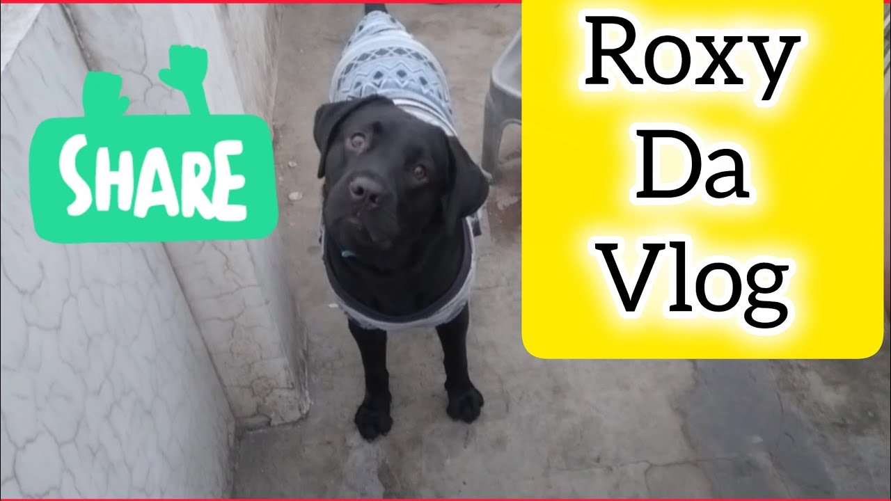 Roxy Da Vlog ❤️