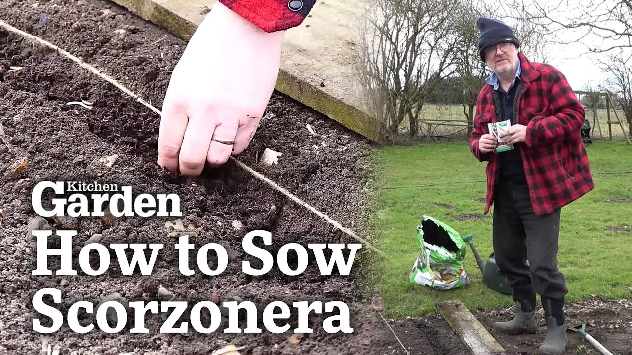 How to Sow Scorzonera
