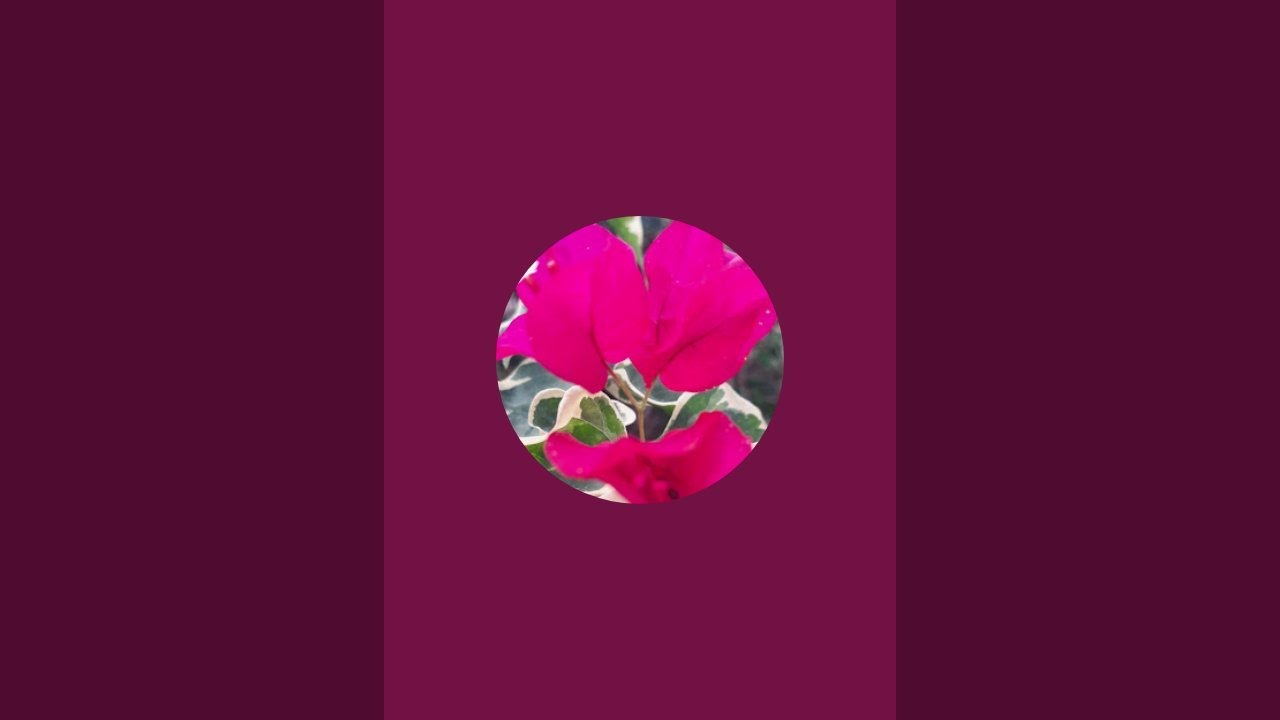 paduwasnuwara amila is live