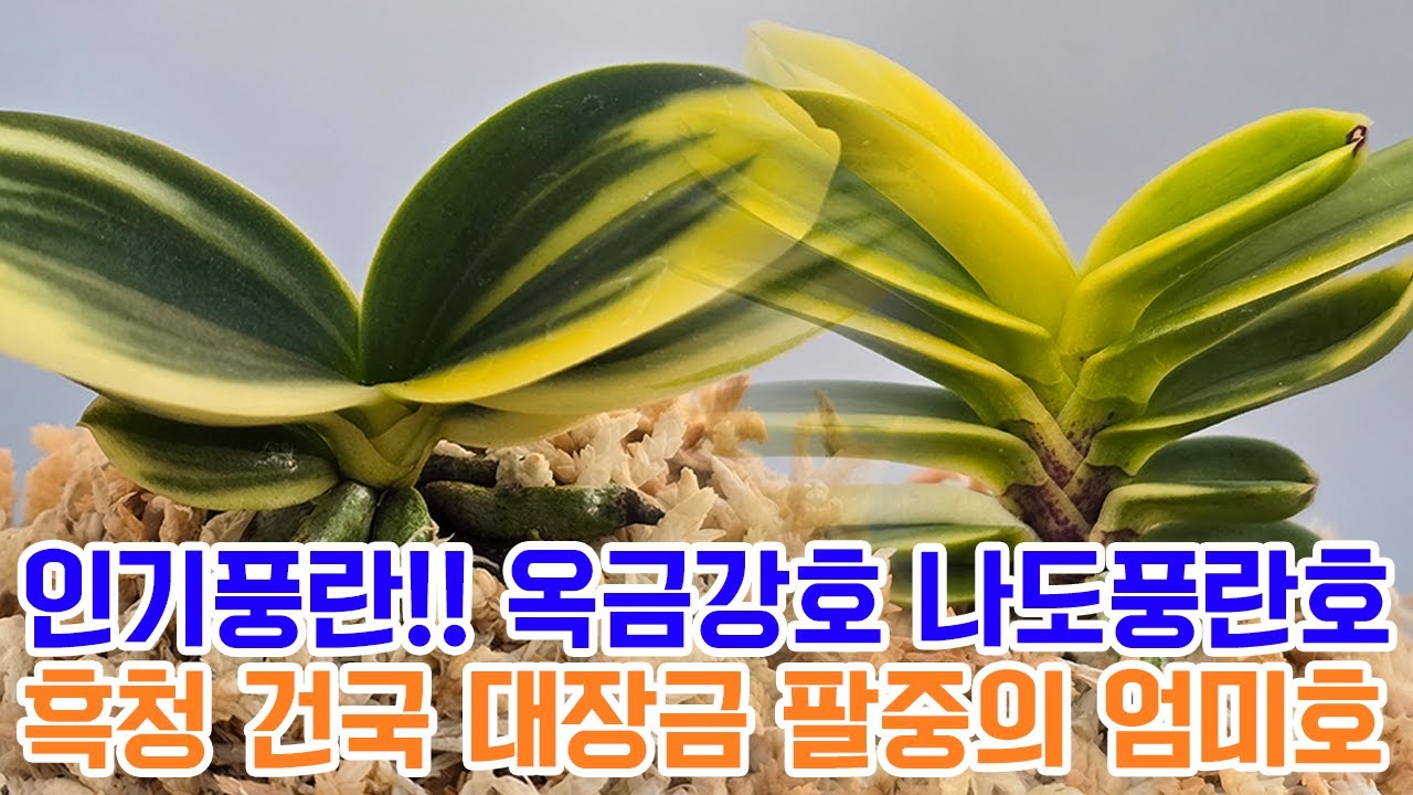 인기풍란!! 옥금강호 나도풍란호 흑청 옥잠 건국 대장금 팔중의 엄미호 & 난자재 영양제 살충제 명품도감 등 [꽃밭에서 난원]