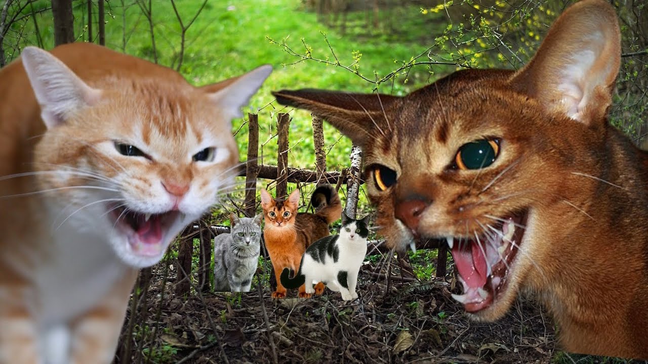 Коты Воители - Путь Древесного племени/ часть 6
