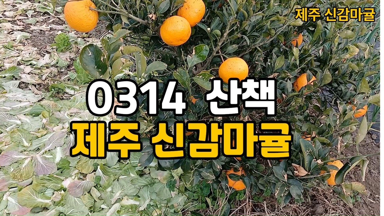 0314 산책 제주 신감마귤ㅣ자연 ㅣ풍경 ㅣ힐링