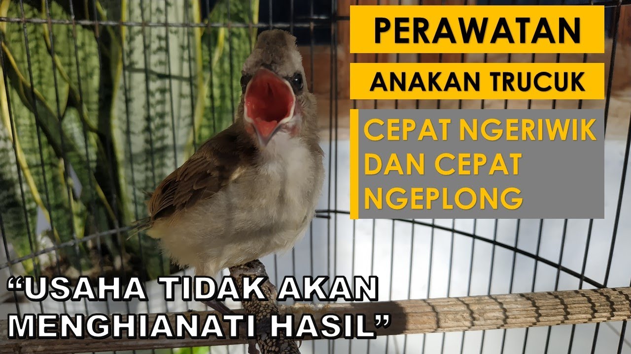 3 Tips Merawat Trucukan Anakan Supaya Cepat Ngriwik dan Ngeplong